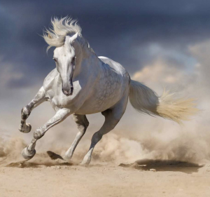 Primerna podlaga z EquiSand® mivko je največ kar lahko naredite za vašega konja.